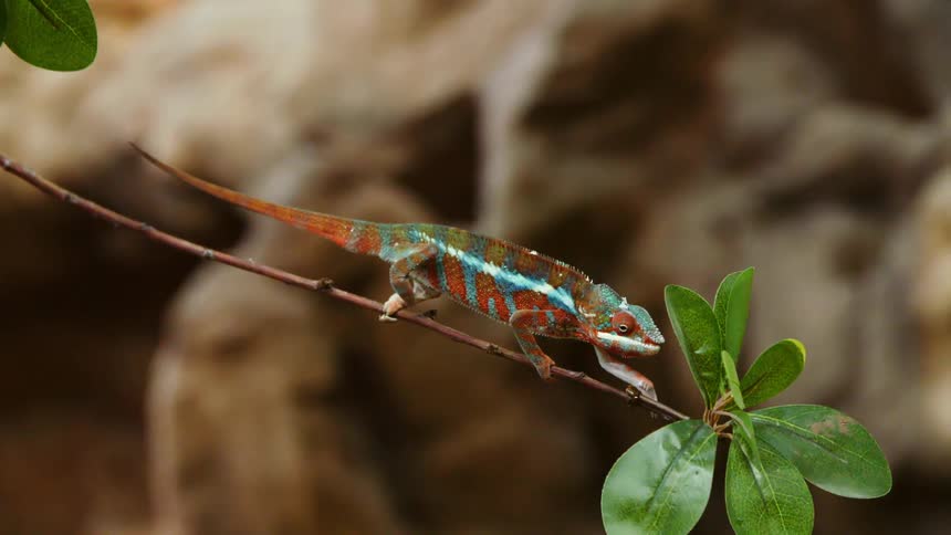A chameleon walking on a branch
