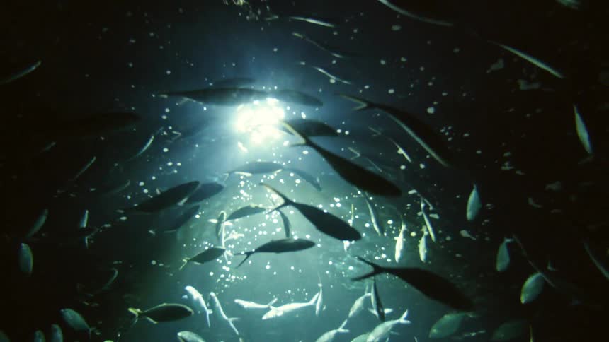School of fish swims in circles under light cast by spotlight above water surface