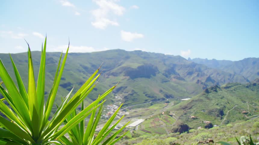 Aerial view of plants in a valley