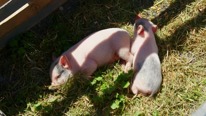 Two pigs in a pen