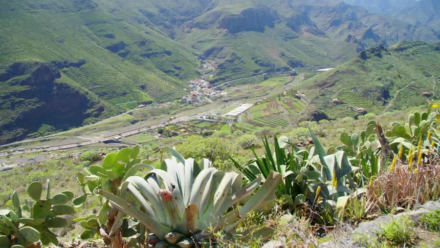 Plants at the top of a hill