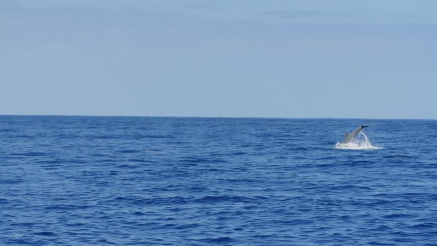 Dolphin jumping in the ocean