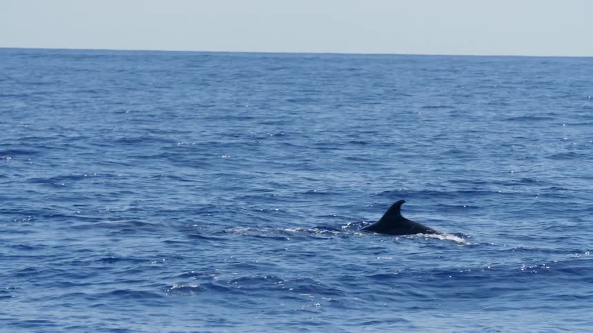 A dolphin swimming in the ocean