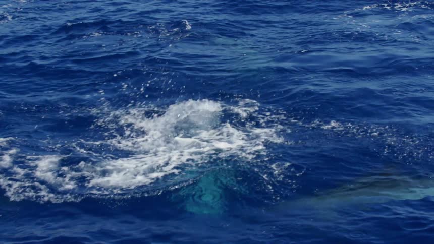 Dolphins swimming and jumping in blue ocean waters