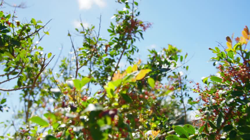 Floral bushes in the breeze under a sunny blue sky