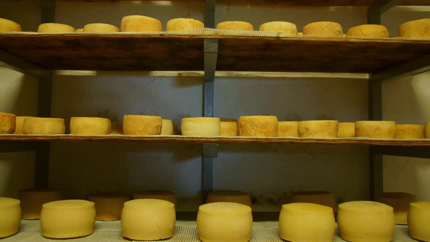 Rows of aged cheese in shelves on a store