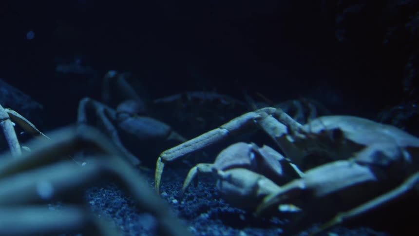 Sea life under water