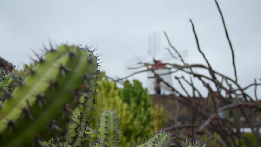Cacti grow on the side of a hill that leads to a windmill