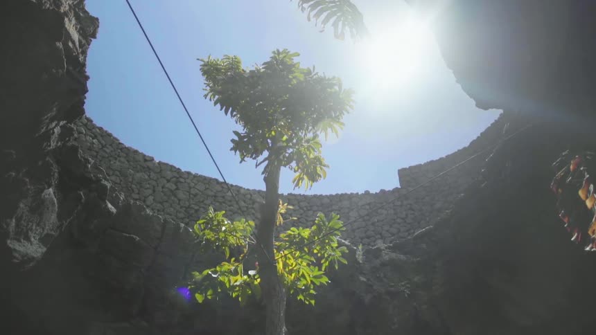 A tree tied with rope surrounded by a circular wall