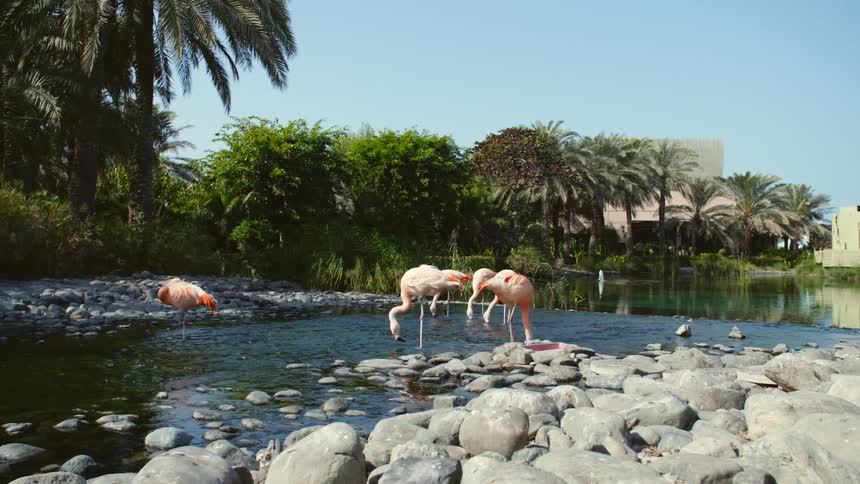 Flamingos standing in water at a zoo