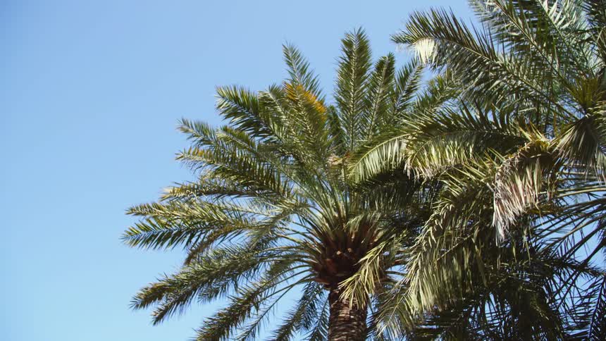 Palm trees in the tropics against a blue sky
