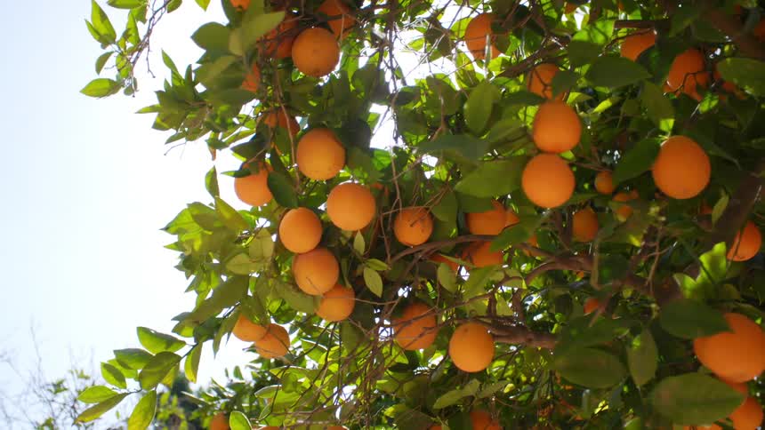 The oranges hang from the tree