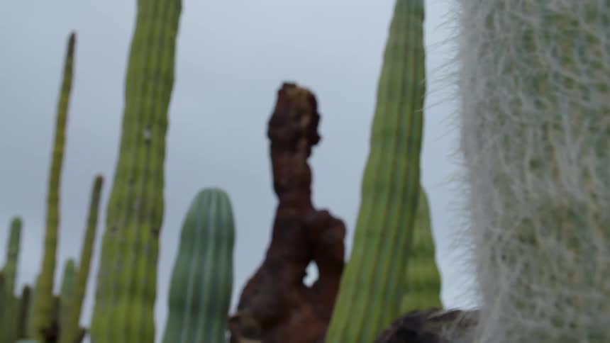 Tall cacti grow in a desert near rocks and boulders