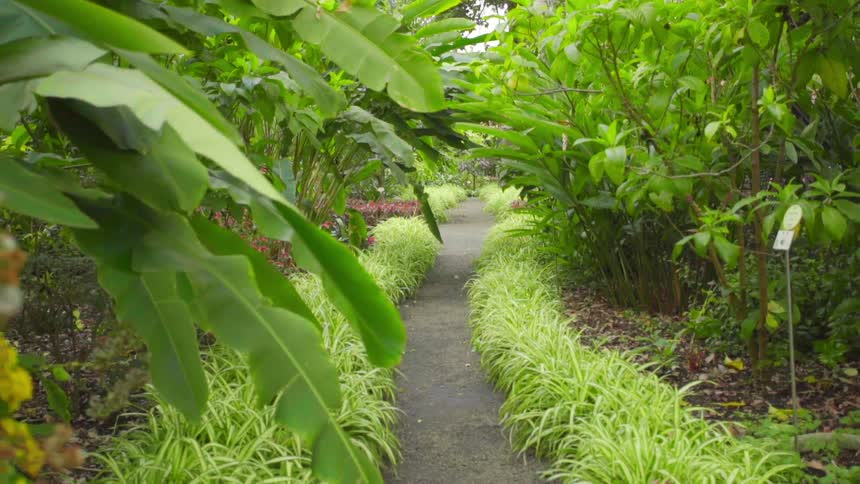 A path through a tropical garden