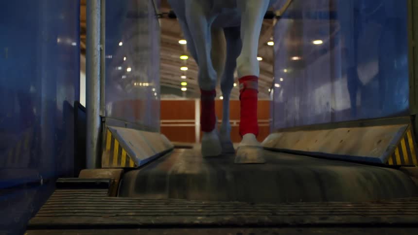 Horse training on a treadmill