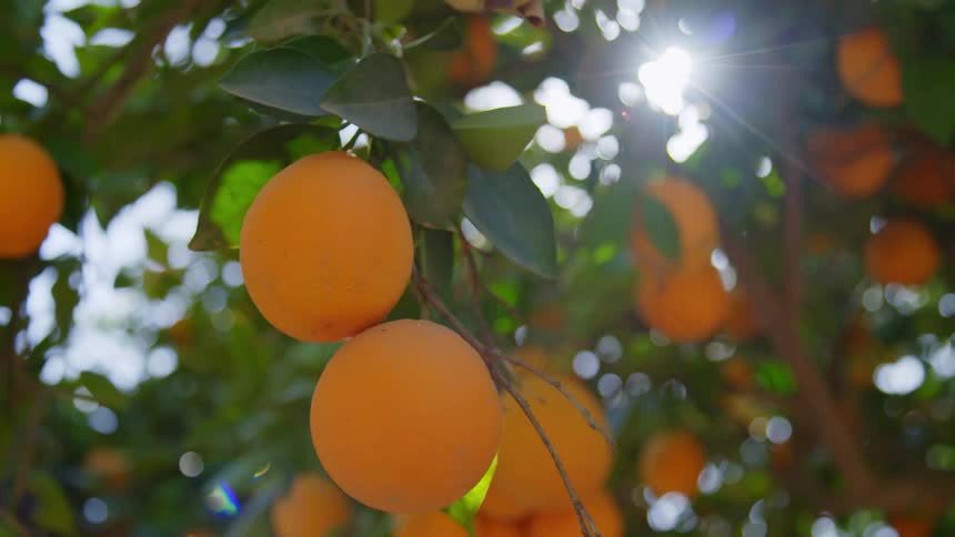 Oranges are hanging from orange trees in an orchard on a cloudy day