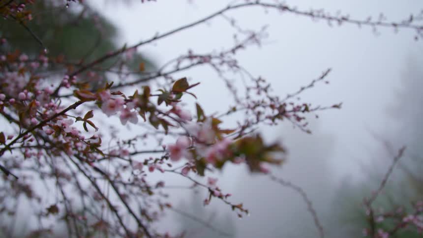Pink flowers blooming on the branch of a tree in a foggy woodland