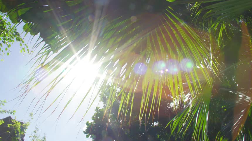 Sunlight shining through the long leaves of a tree