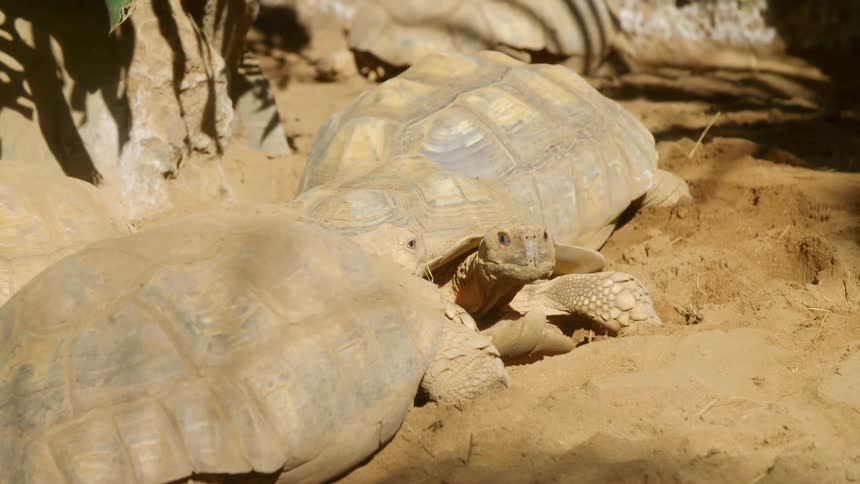 Two large tortoises in an enclosure