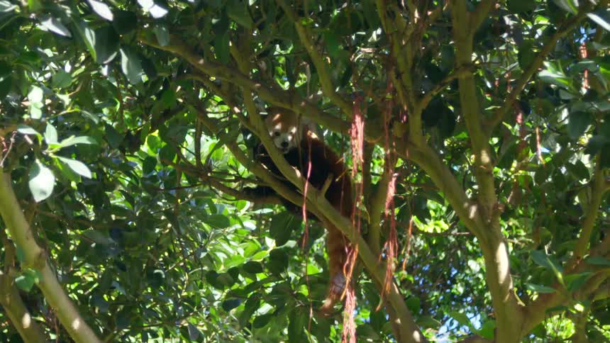 A red panda sits in a tree