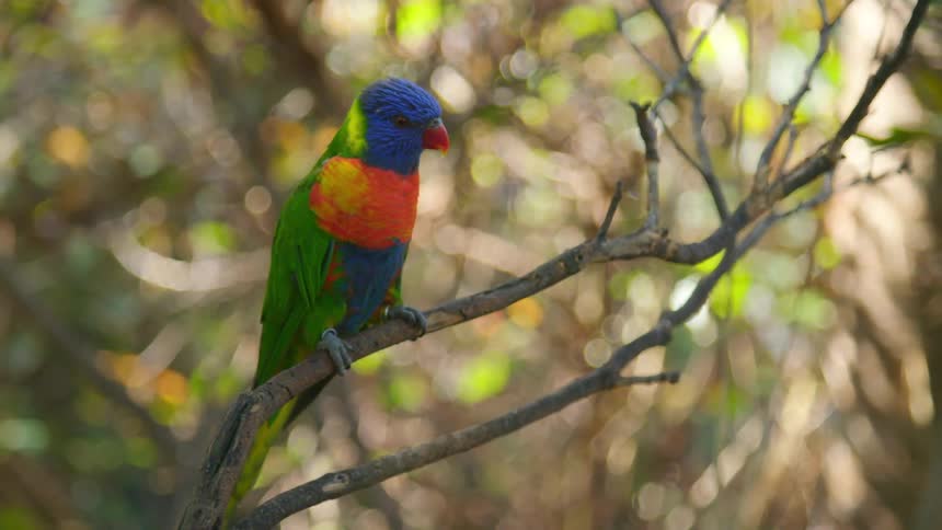 Beautifully colored macaw relaxing on a branch in a tree