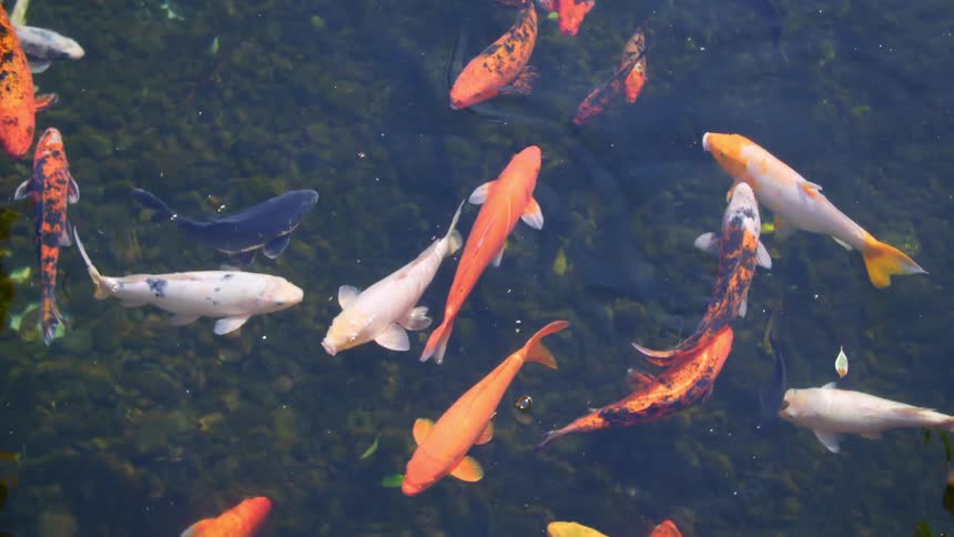 Fish swim together in the water
