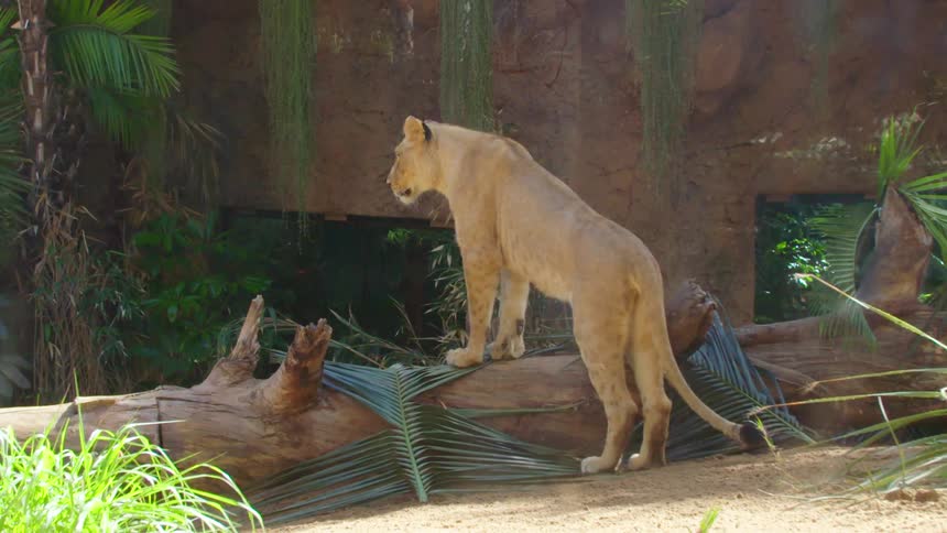 A lion stands with its front paws up on a downed tree