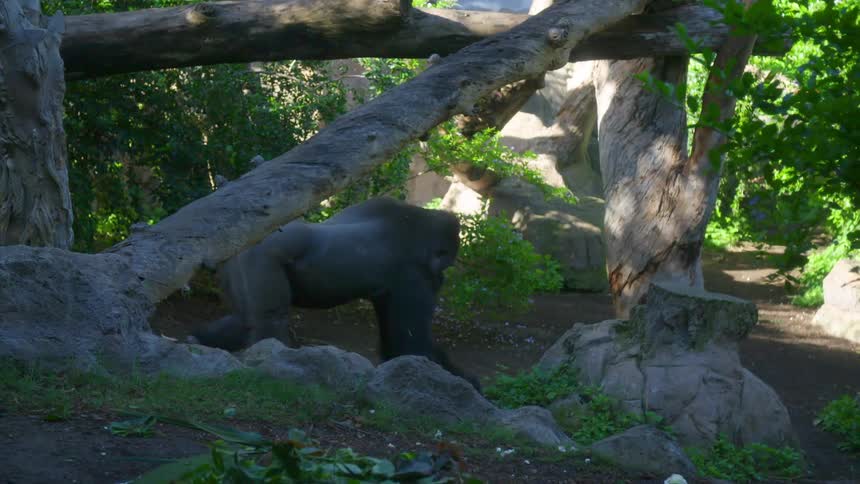 A gorilla picks food off the ground