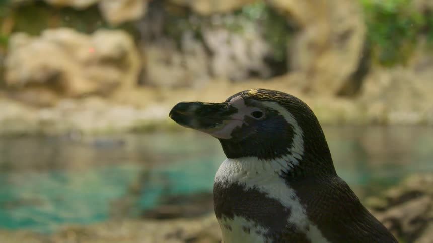 Penguin turns its head as it sits by the creek