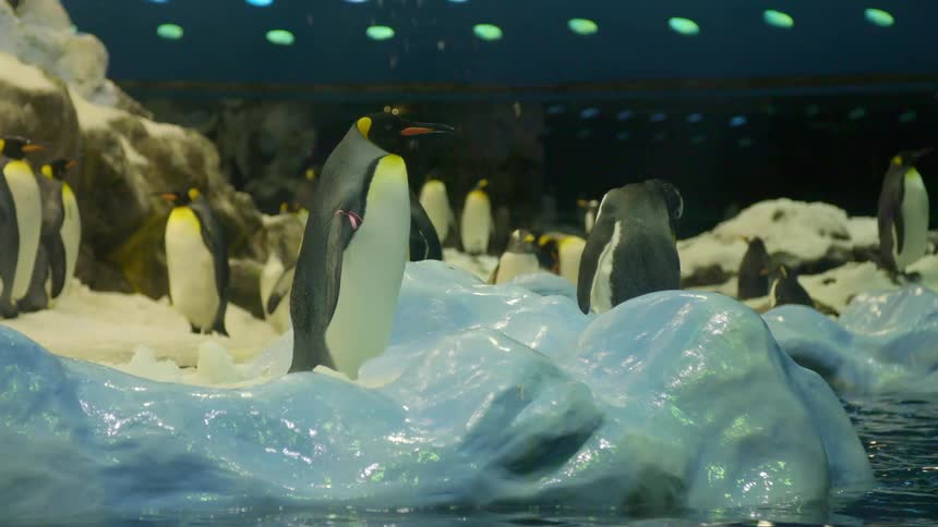 Penguins standing near the water in a zoo