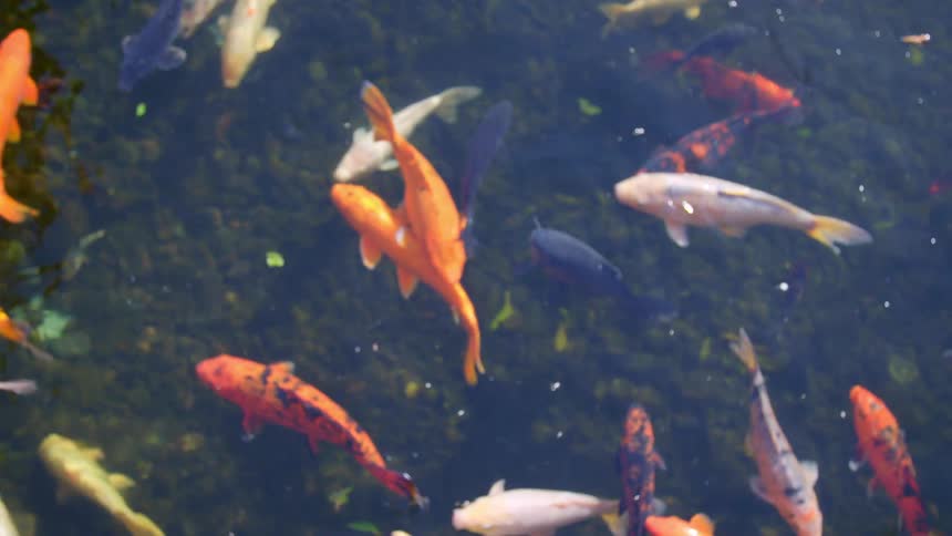 Large goldfish are swimming around in an outdoor aquarium during the day