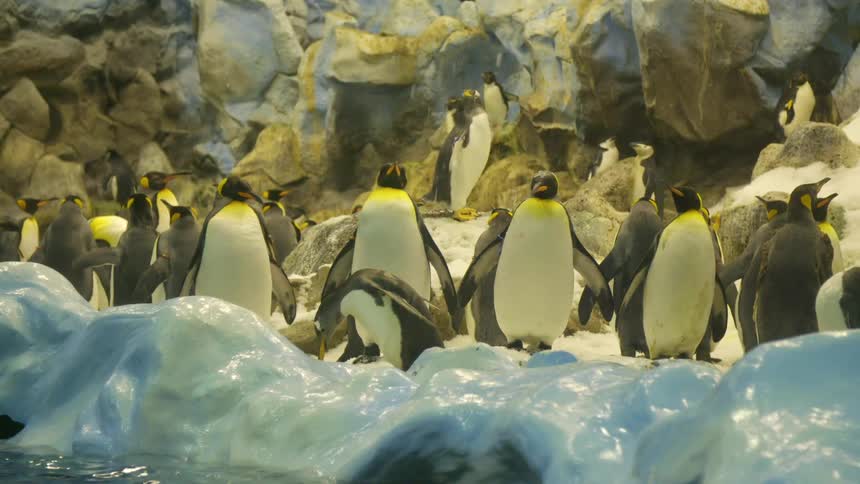 A flock of penguins in an enclosed space