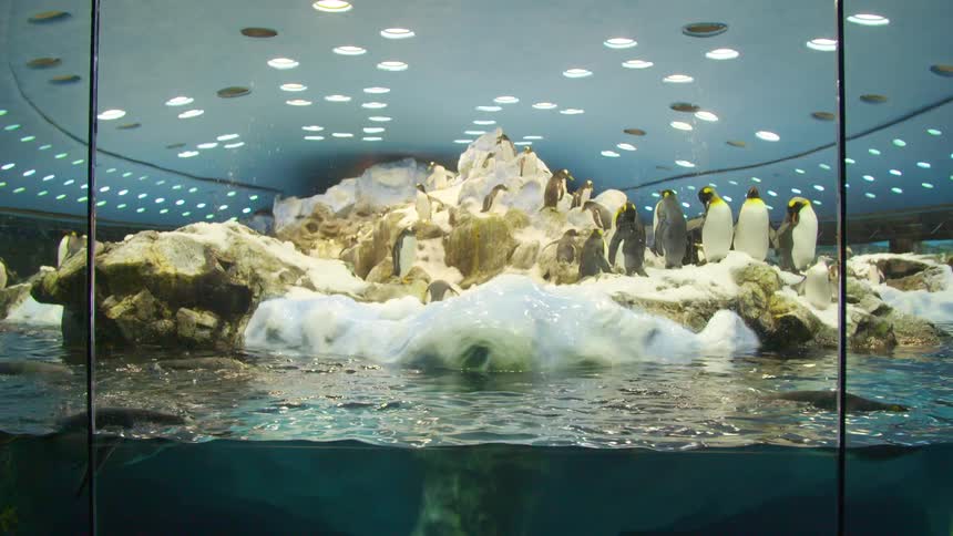 Penguins at an exhibit