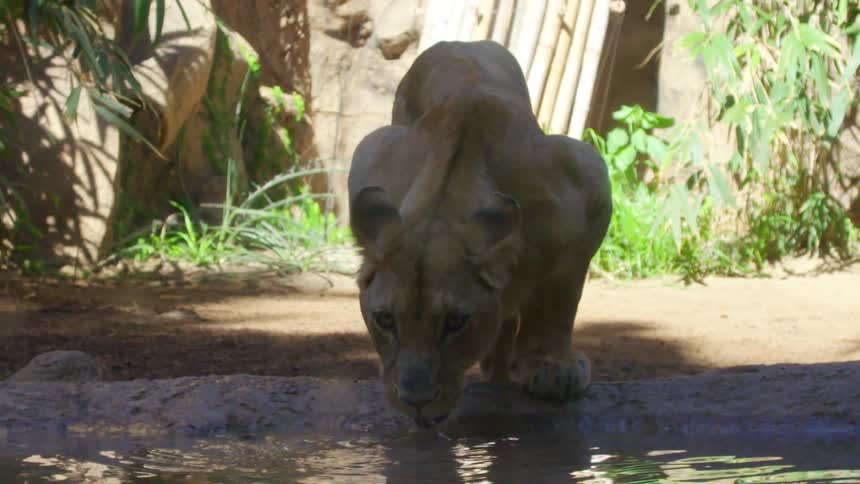 Female lion drinking from a watering hole