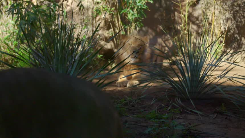 Lioness paces in and out of shadows in enclosure as male lion rests