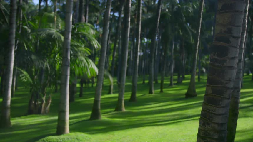 Palm tree forest in a grass plain in the tropics