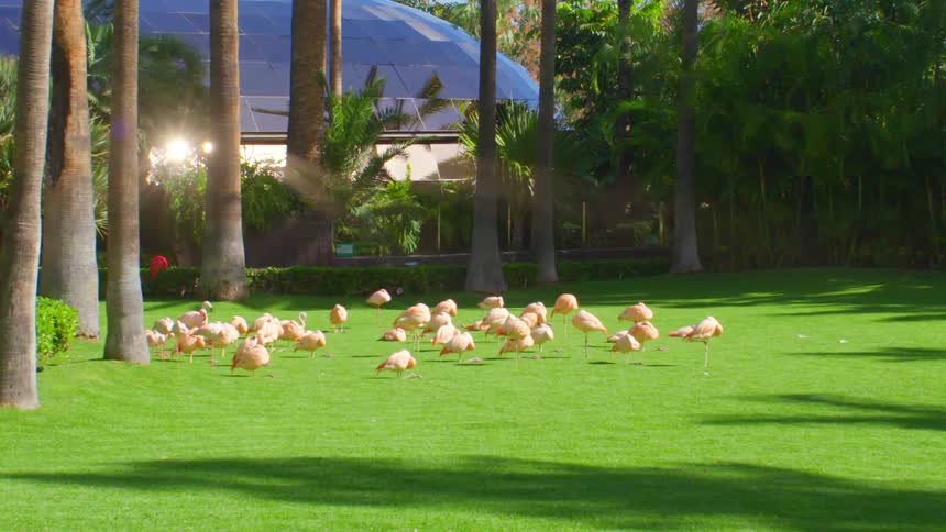 A flock of flamingos sleep on a lawn