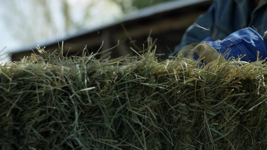 A rancher hauls a hay bale while wearing gloves and a denim jacket