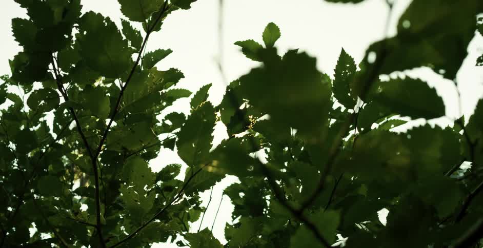 The sun shines through several layers of a plants leaves