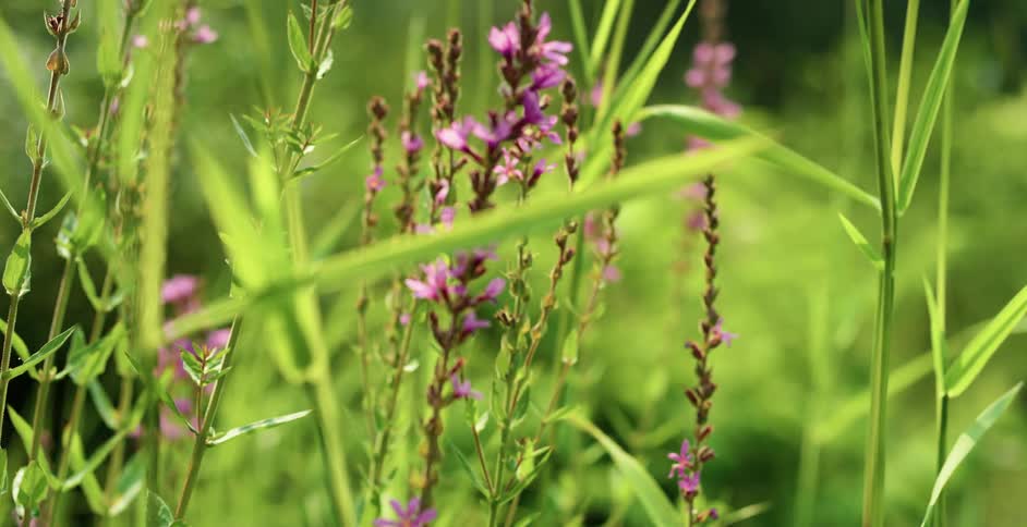 Flower blooms on a plant