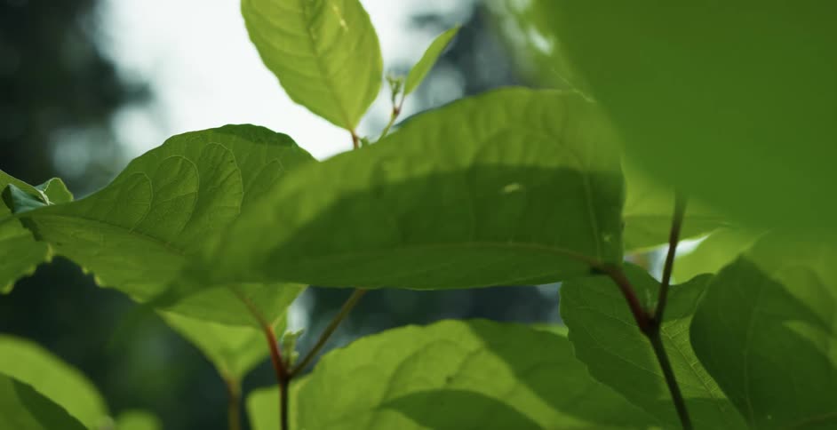Close up of leaves on a plant