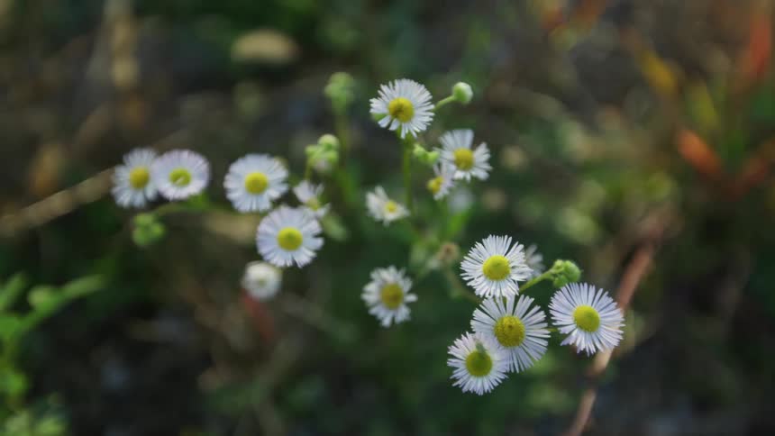 Flowers are displayed outdoors