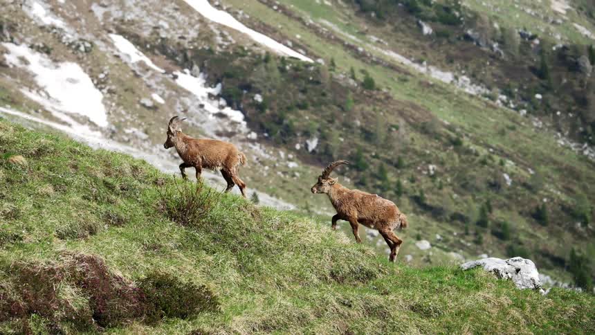 Mountain goats walk up a green mountain slope