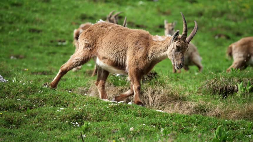 An ibex walks through a field as other animals graze behind him