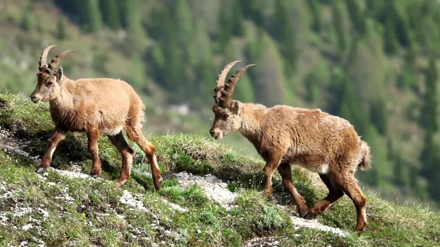 Mountain goats climbing up a hill