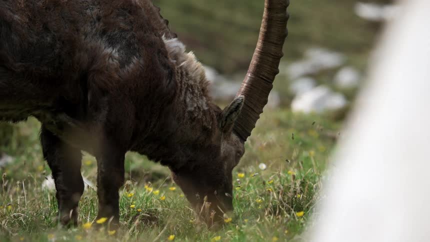 Animal with large horns grazing on a pasture