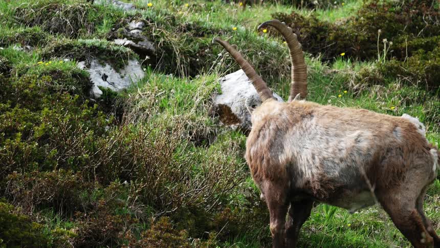 Wild mountain goat grazes on a green mountain slope