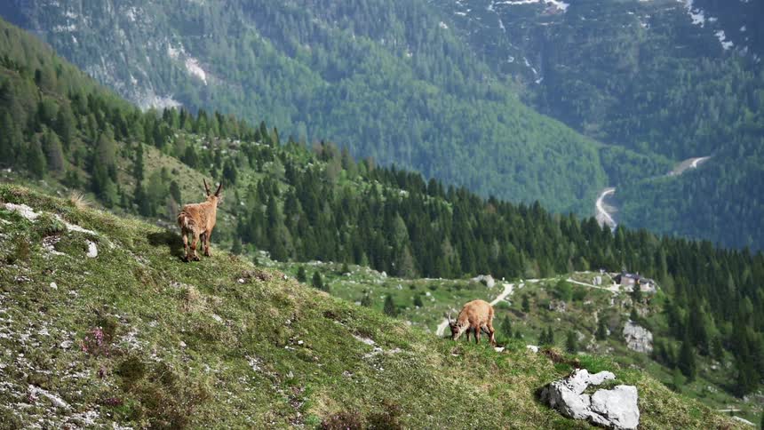 Mountain goats on a hill with a forest behind them