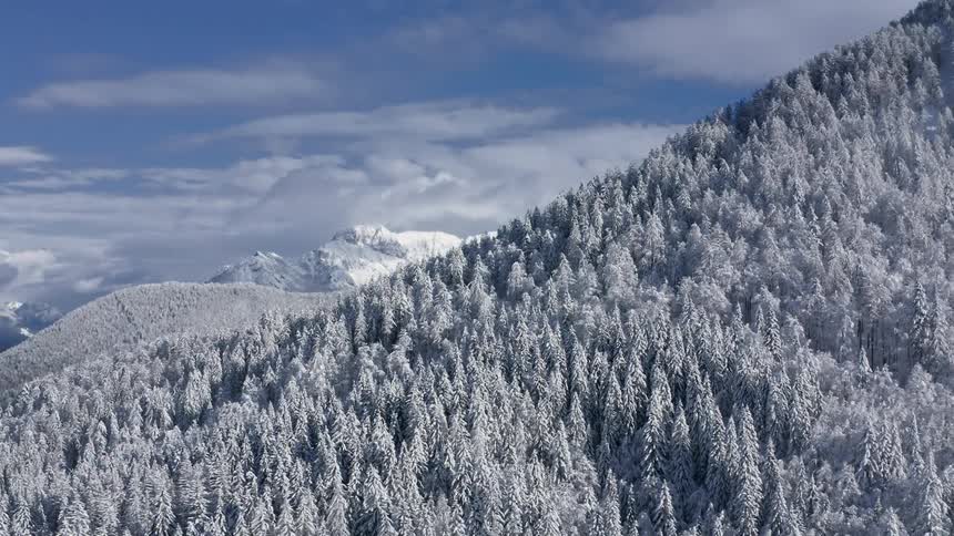 Trees and snow is covering the mountain