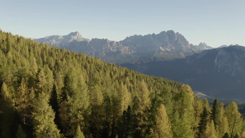 Aerial view of conifer trees on a mountain slope and rocky mountains in the background